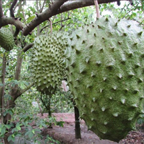 20Pcs Soursop Tropical Fruit Custard Apple Graviola Annona Muricata Seeds