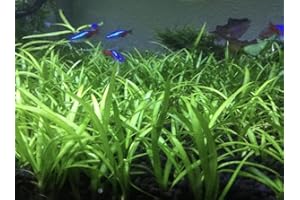 MARCUS FISH TANKS 15x Dwarf Sagittaria Subulata Dwarf Sag Live Aquarium Plants Aquatic Carpet Plant Buy 2 GET 1FREE
