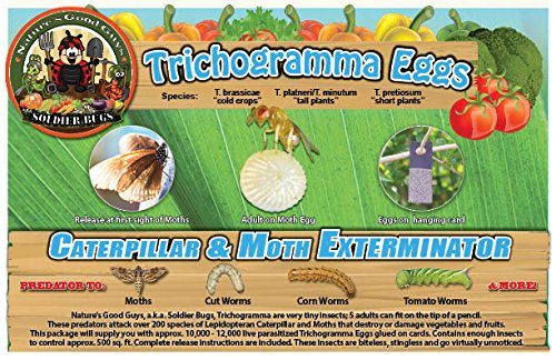 Bug Sales Caterpillar & Moth Exterminator- Trichogramma 3 Squares/ 12,000 Eggs