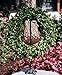 Flora Decor Preserved Garden Boxwood Wreath 22