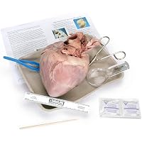 thumbnail image 2 of S Young Scientist Earthworm Dissection Kit 2 of 12