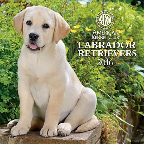 Labrador Retrievers American Kennel Club 2016 Wall Calendar Calendar – Wall Calendar, July 1, 2015