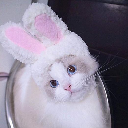 white cat with pink ears