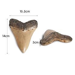 Fossilized Teeth and Claws of Various Prehistoric