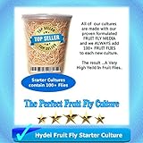 Fruit Fly Starter Culture (Flightless - Drosophila Hydei) + FREE Fruit Fly Culture Kit