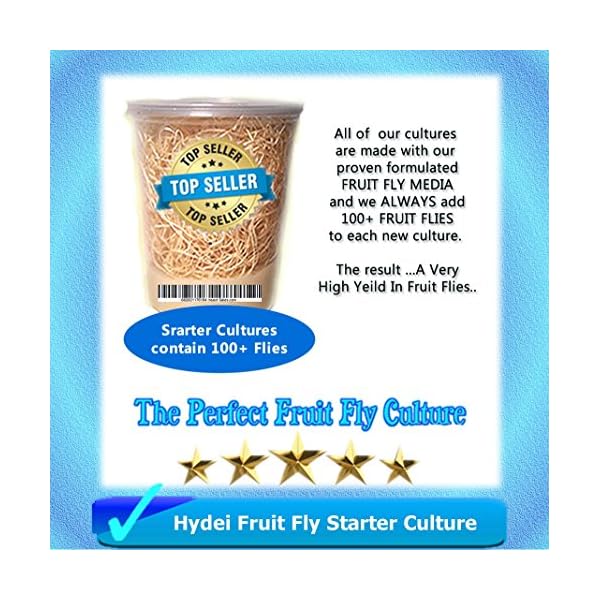 Fruit-Fly-Starter-Culture-Flightless-Drosophila-Hydei-FREE-Fruit-Fly-Culture-Kit