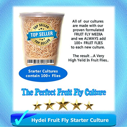Fruit Fly Starter Culture (Flightless - Drosophila Hydei) + FREE Fruit Fly Culture Kit