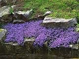 100 CREEPING THYME GROUNDCOVER SEEDS - PERENNIAL FLOWER - LAVENDAR FALLS