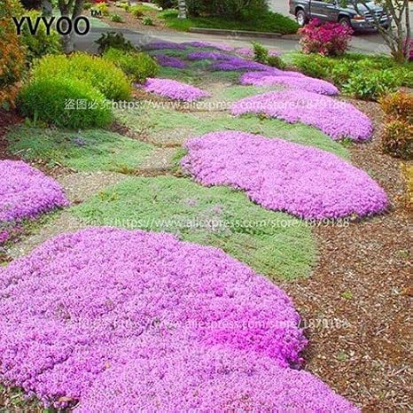 Amazon Co Jp 100pcsクリーピングタイム盆栽花カラフルrockクレス植物の花グランドカバーホームガーデンエバーグリーン工場カーペット 8 ホーム キッチン Amazon Co Jp 100pcsクリーピングタイム盆栽花カラフルrockクレス植物の花グランドカバーホームガーデンエバーグリーン工場カーペット 8 ホーム キッチン