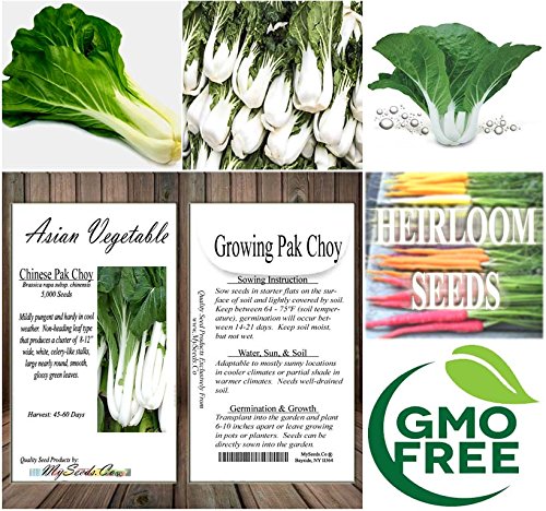 BIG PACK - (5,000) Chinese PAK CHOI Pak Choy Cabbage seeds - Mildly pungent and hardy in cool weather - Non-GMO Seeds by MySeeds.Co (BIG PACK - Pak Choy) - Thumbnail 6