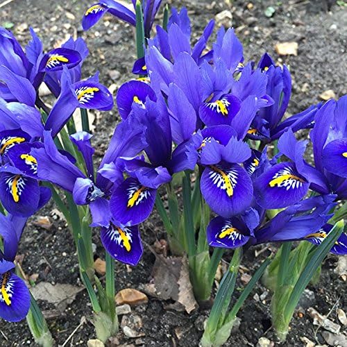 Iris Reticulata Pixie - Quality Bulbs - Anglia Bulb Company