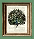 Peacock Art Front Print bird illustration beautifully upcycled dictionary page book art print