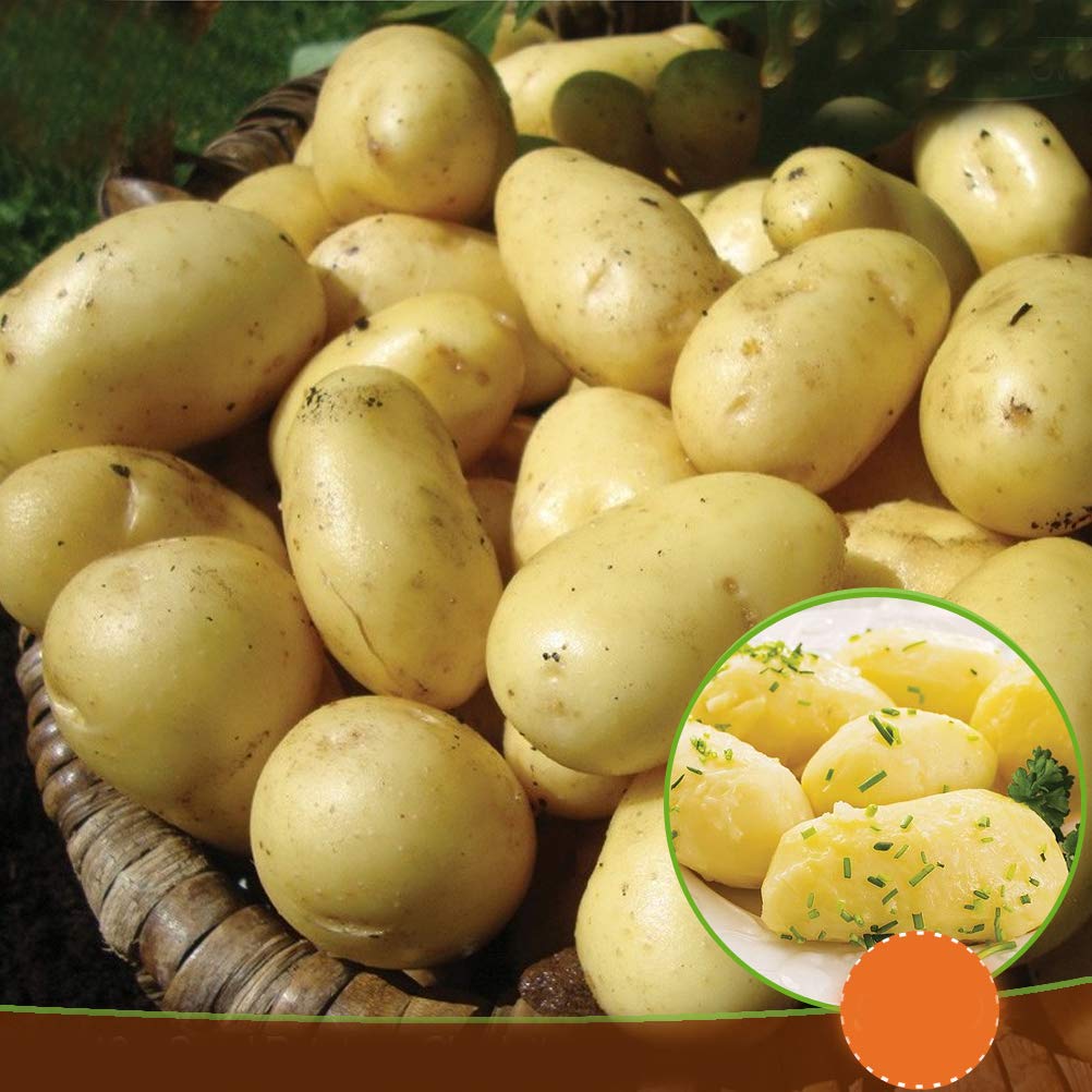 10 x Seed Potatoes Charlotte- Enjoy Delicious Salads - Great to Grow in Your Beautiful Garden - RHS Award of Garden Merit