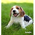 CreateSpace Independent Publishing Platform Beagle: A Gift Journal for People Who Love Dogs: Beagle Puppy Edition