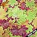 300 Assorted Mixed Fall Colored Artificial Maple Leaves for Weddings, Events and Decorating