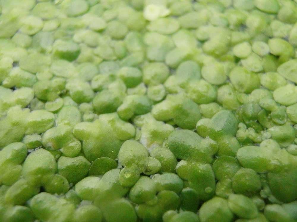 Tartan Guppy 300 x Duckweed Lemna Minor Floating Aquarium Live Plant - Live Plants by