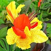 10+ Perennial Canna Cleopatra Flower Plant Seed Outdoor-Exotic Cleopatra Flowers Planting Fragrant Butterfly