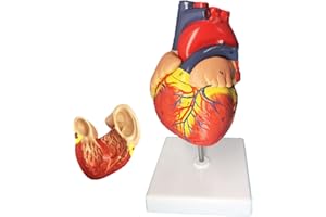 Veipho Heart Model, Heart Model Anatomy with Stand, Human Heart Models Anatomy Life Size, 2-Part Human Heart Model, Heart Model Anatomy, 34 Accuracy Numbers for Anatomical Structures