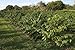 Hawaii Roasters Award Winning Farm Roasted 100% Kona Coffee, Ground, Medium Roast, 14-Ounce Bag