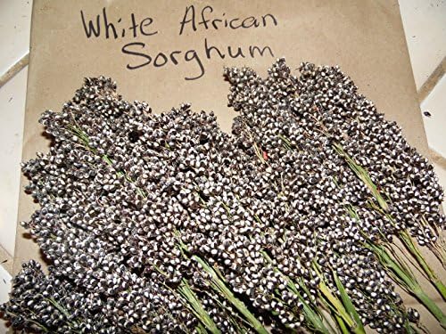 Wh30 Seeds of ite African Sorghum - MAKE YOUR OWN SYRUP- CHICKENS LOVE THE SEEDS!