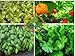 Coriander, Albahaca, Lettuce and Aji Dulce, 400 seeds total by Prorganics Seeds
