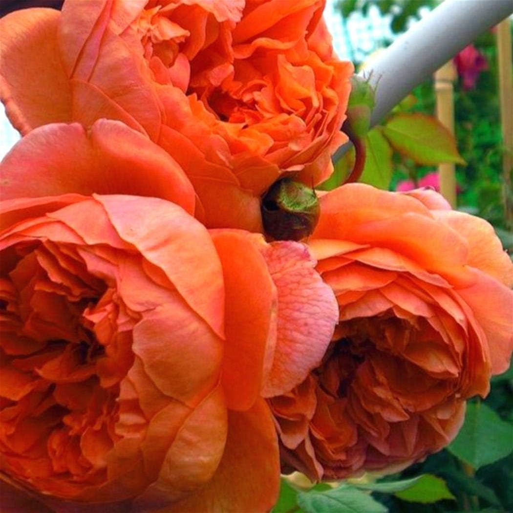 Ultrey Seed House - 10 Pieces Peony Flower Seeds Scented Shrubs Peony Seeds Spring Plants Perennial Hardy for Garden Balcony/Patio