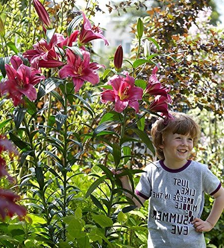 Tree Lily Lilium Purple Prince - Bulb/Tuber/Root -