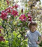 Tree Lily Lilium Purple Prince - Bulb/Tuber/Root -