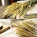 YSBER 100 PCS Dried Branch Wheat &Drying of Natural Wheat Stem for Christmas Natural Wedding Home Office Decor … (Wheat)