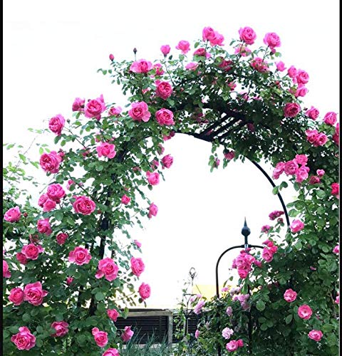 LYBC Rosenbogen Rankhilfe Kletterpflanzen 230cm Hx140cm L 230cmHx180cm L,Pergola Spalier Rankgitter Gartenbogen Spalier… – Bild 5