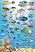 Guam Coral Reef Creatures Guide Franko Maps Laminated Fish Card 4
