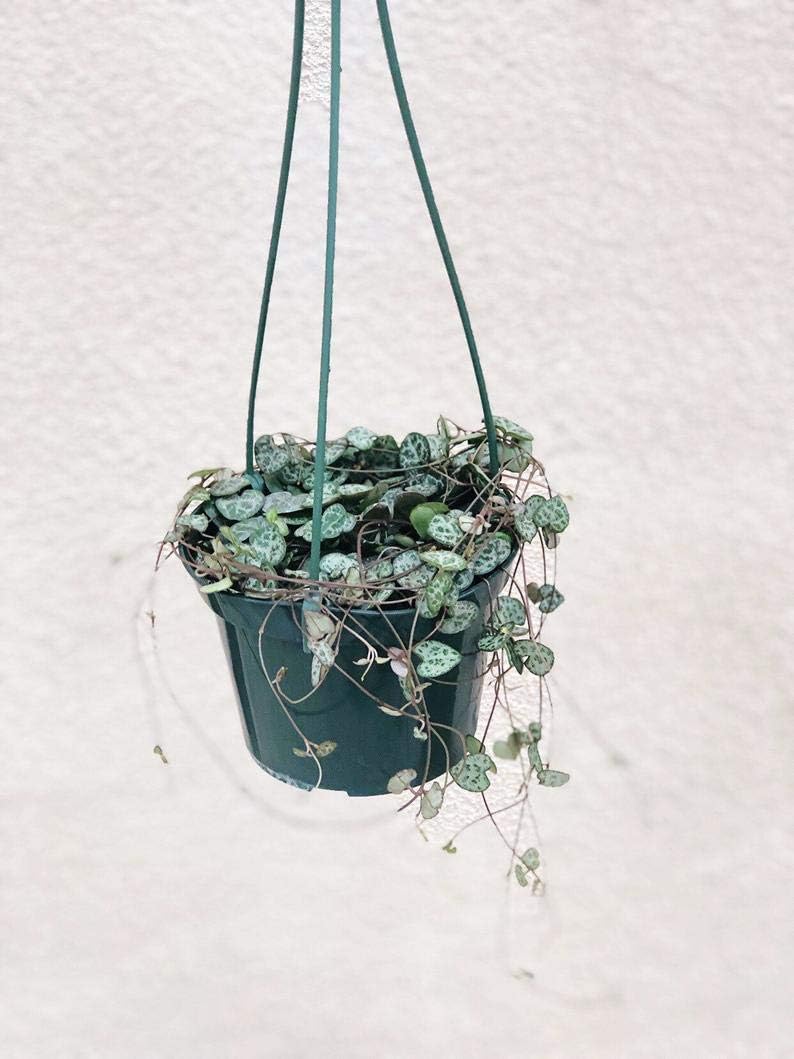 1 Ceropegia Woodii String of Hearts Succulent Live House Plants Rare Plants Trailing String of Hearts