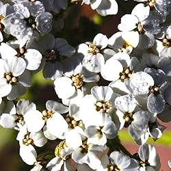 Aromatics International Pure Organic Yarrow