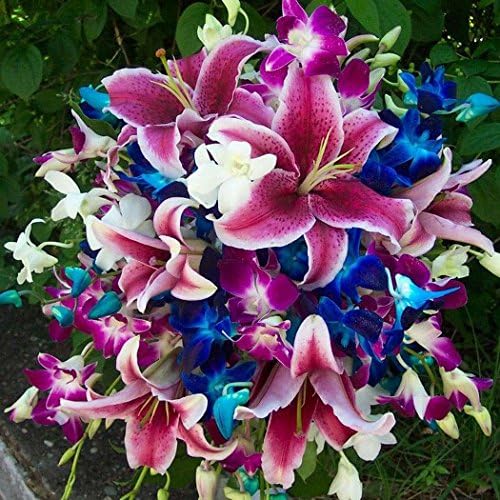 Seeds House- SummerRio 20pcs Mix Lily Seeds, Flower Bulbs Lily Seeds Home Gardening Balcony Garden Spring Seeds