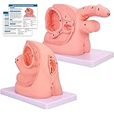 2Pcs Catheterization Model Male Female, Catheter Model Internal External Genital PVC Anatomy Model Nursing Practice for Medical Clinical Teaching and Practical Training