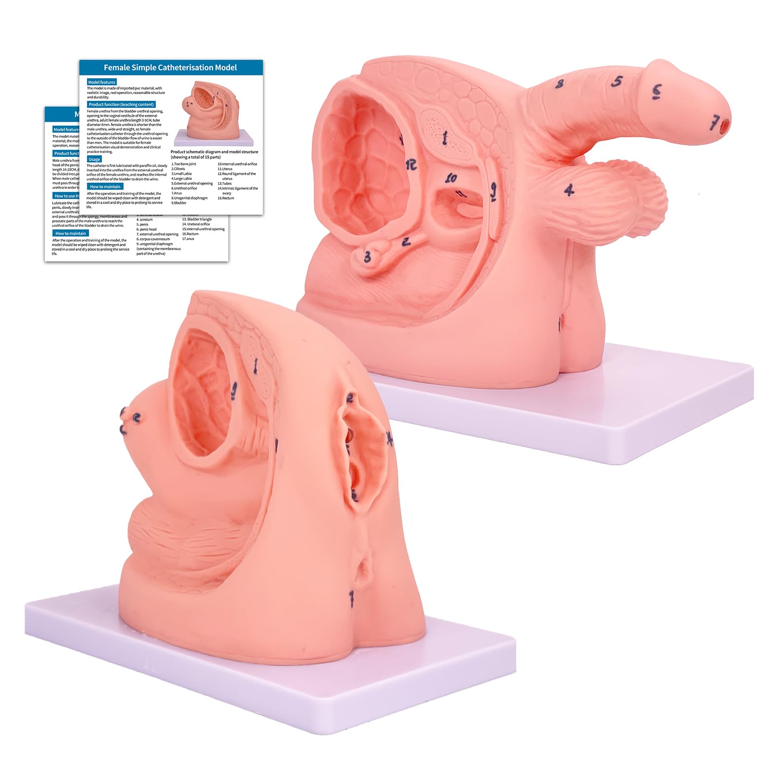 Photo 1 of 2Pcs Catheterization Model Male Female, Catheter Model Internal External Genital PVC Anatomy Model Nursing Practice for Medical Clinical Teaching and Practical Training