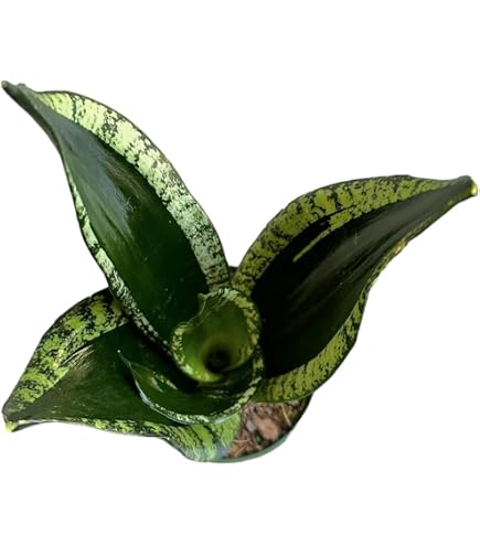 topfpflanze klein Ufopflanze | Pilea peperomioides