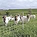 Premier 1 Enhanced Electric Sheep & Goat Net Fence | Yellow – 40