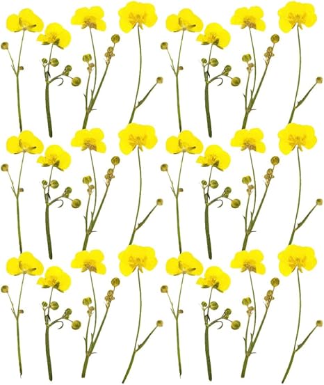 Amazon Exceart 24個天然乾燥した花キンポウゲリアルドライフラワー葉花びらdiy樹脂キャンドルジュエリーペンダントクラフト作る花デコレーション 造花 オンライン通販