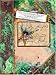 Lady Cottington's Pressed Fairy Book: 10 3/4 Anniversary Edition by 
