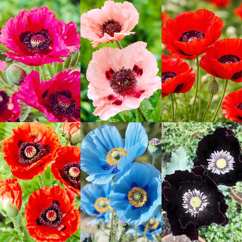 Photo 1 of 1010+ Perennial Mixed Poppy Flower Seeds for Planting Outdoors-Poppy Seeds Attracts Bees&Butterflies Fragrant Butterfly