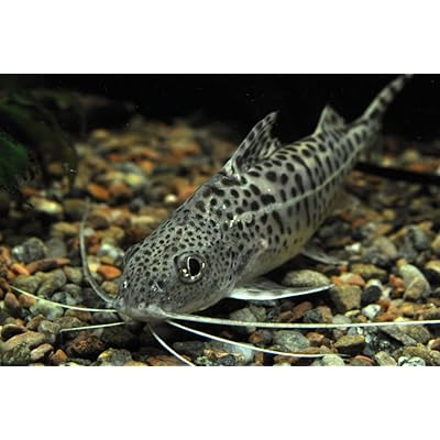 Cat Fish