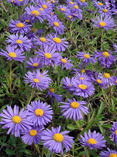 Aster alpinus Goliath - Lila Frühlingsaster, 3 Pflanzen im 7/6 cm Topf