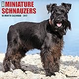 Just Miniature Schnauzers 2017 Wall Calendar (Dog Breed Calendars)