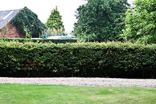 F&G Supplies 25 Hawthorn Hedging Plants 40-60cm,Wildlife Friendly 1-2ft Hawthorne Bare Root Hedge Plants, quickthorn, Whitethorn - Image 4