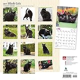 Image de Black Cats 2017 Square (Multilingual Edition)