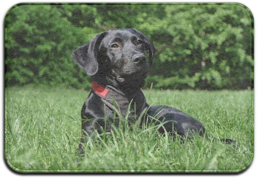 black dog mat