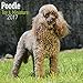 Miniature Poodle Calendar 2017 - Toy Poodle Calendars - Dog Breed Calendars - 2016 - 2017 wall calendars - 16 Month by Avonside
