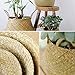 VNCraft Foldable Large Seagrass Belly Basket with Handles for Storage, Nursery Laundry Tote Beach Bag Plant Pots Cover Indoor Decorative