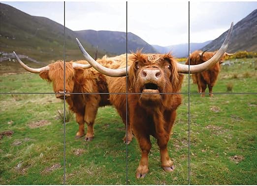 Amazon Com Doppelganger33ltd Scottish Highland Cows Giant Wall